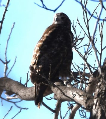On January 4, I went out to the Rose Lake area. On Yukon Parkway N of 50th, I saw this dark immature Red-tailed Hawk.