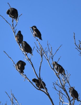 There were 1000s of European Starlings in trees and flying around in big groups in the area.