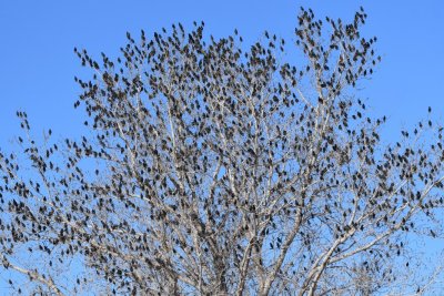 A tree filled with starlings and a few Great-tailed Grackles at the corner of Yukon Parkway and Foreman Road/NW 63rd