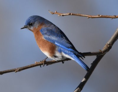 There were 8 Eastern Bluebirds along Foreman Road.