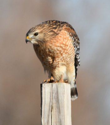 Where Foreman Road ends, this Red-shouldered Hawk sat on a fence post and ate what appeared to be a crawfish after diving into the bar ditch to grab it.