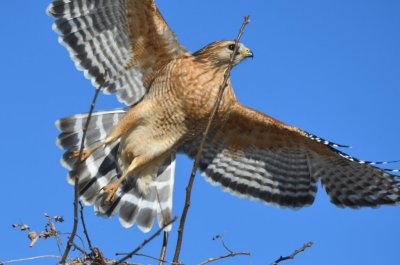 Red-shouldered Hawk taking flight