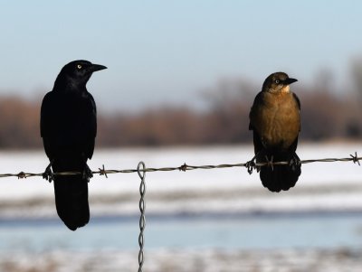 Male and female Great-tailed Grackles on the fence on the W side of Yukon Parkway