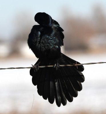 Male Great-tailed Grackle preening and flaring its tail