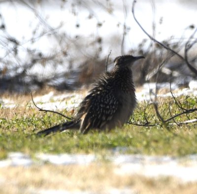 I saw this Greater Roadrunner at the back of a farm yard on the W side of Sara Road near Rose Lake.