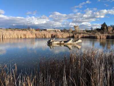 There was a small pond surrounded by reeds and grasses with a big snag in the middle.