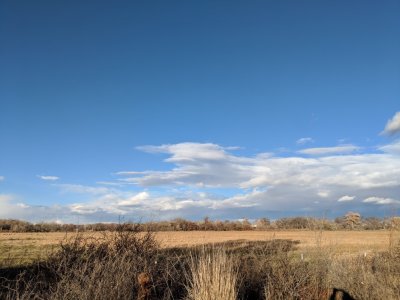A big mowed field across the fence from the conservation area attracted some Sandhill Cranes.