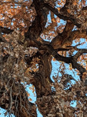 Close-up of the gnarly 'owl' tree.