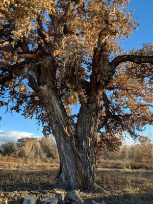 A map referred to an owl tree and we thought this might be it.