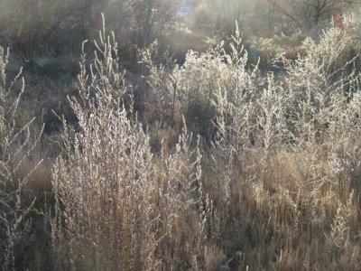 Grasses along the trail
