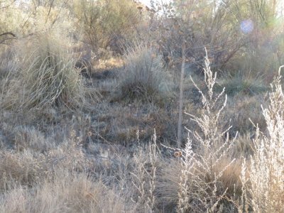 IMG_2346b.jpg