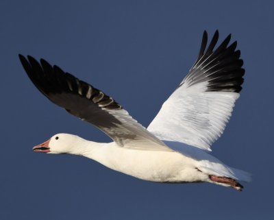We focused on Snow Geese at the small pond.