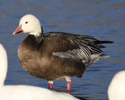 Dark adult Snow Goose