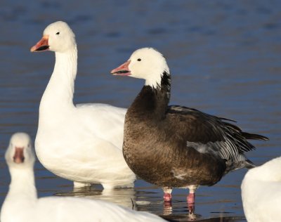 Adult White and Dark Snow Geese side by side
