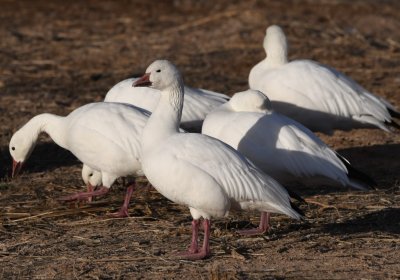 Snow Geese