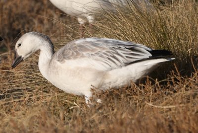 White juvenile Snow Goose