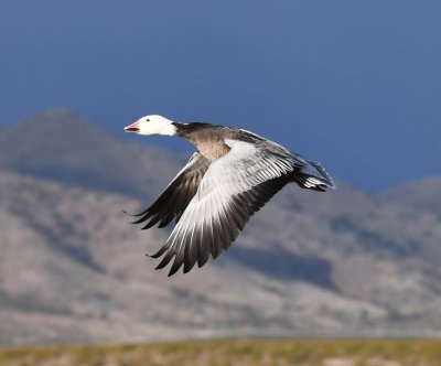 Dark Snow Goose in flight