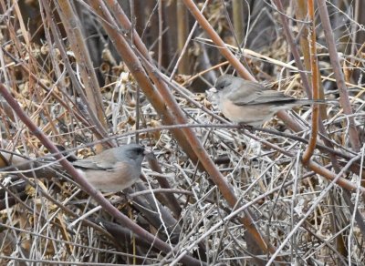 Starting up the N side of the North Loop, we saw some Dark-eyed Juncos going down to the water in a canal for a drink.