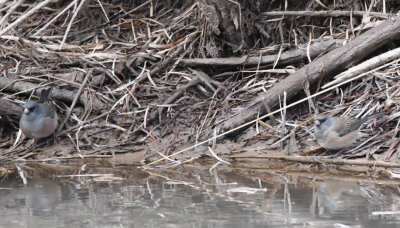 Dark-eyed Juncos getting a drink
