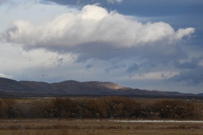 Looking west from the east side of the North Loop at Bosque del Apache NWR