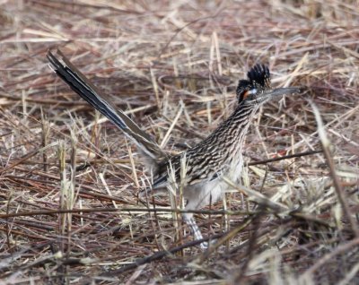 On the E side of the North Loop, we spotted this Greater Roadrunner.