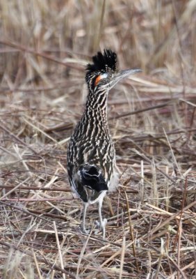 Greater Roadrunner
