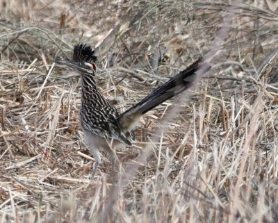 DSC_4258b.jpg