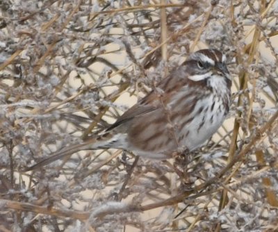 Song Sparrow