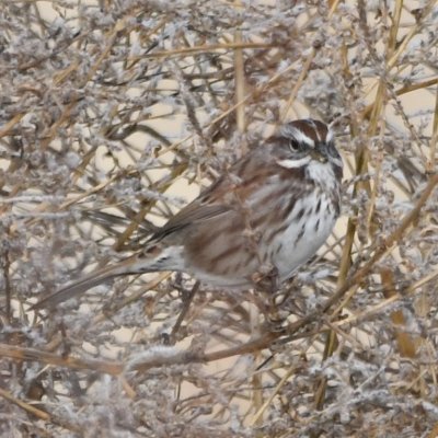 DSC_4274b.jpg