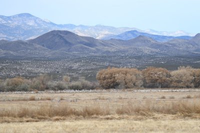 Sandhill Cranes and Snow Geese feeding in the fields with more Snow Geese flying overhead