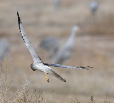 A male Northern Harrier hovering over the field