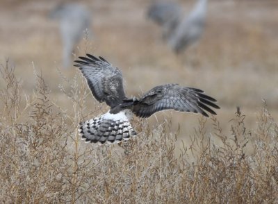 Male Northern Harrier