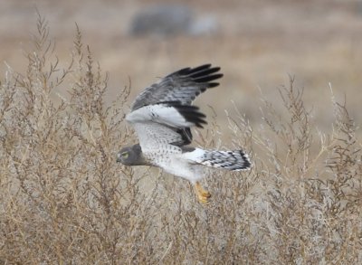 DSC_4293b.jpg
