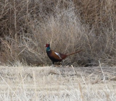 At the NE corner of the North Loop, Mary spotted this male Ring-necked Pheasant in the field interior to the loop.