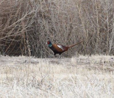 Male Ring-necked Pheasant