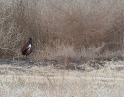 Then a female appeared at the edge of the taller grass.