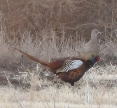 Male and female Ring-necked Pheasant