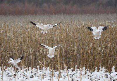 Snow Geese alighting in a mixed group of geese and cranes on the north side of the North Loop