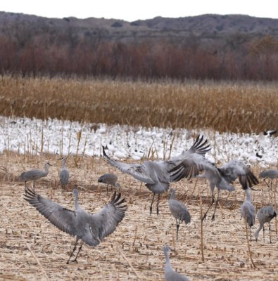 Arriving Sandhill Cranes