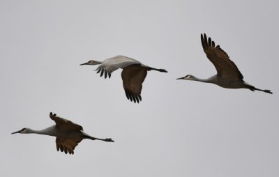 DSC_4450b.jpg