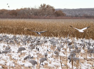 DSC_4452b.jpg