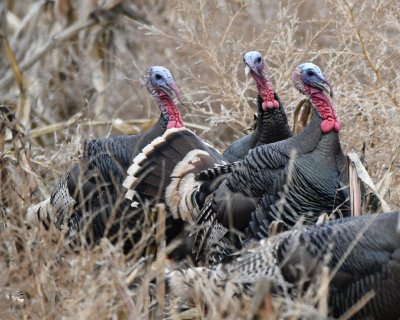 On around the loop, we again saw several Wild Turkeys.