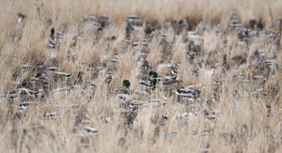 Mallards almost invisible in the grassy marsh on the NW edge of the North Loop