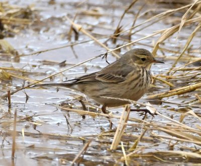 American Pipit