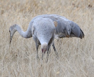 DSC_4527b.jpg