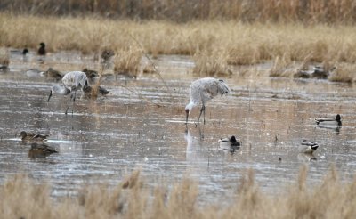 Ducks and cranes in the marsh
