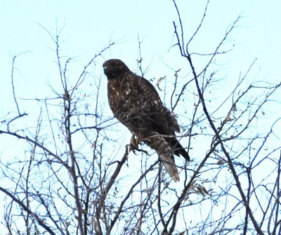 Dark Red-tailed Hawk