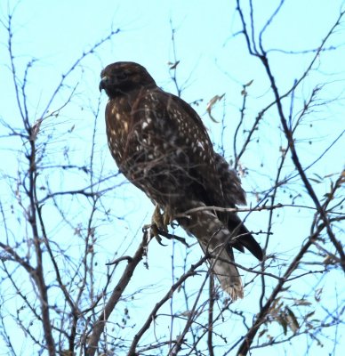 DSC_4561b.jpg