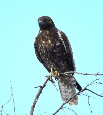 DSC_4564b.jpg