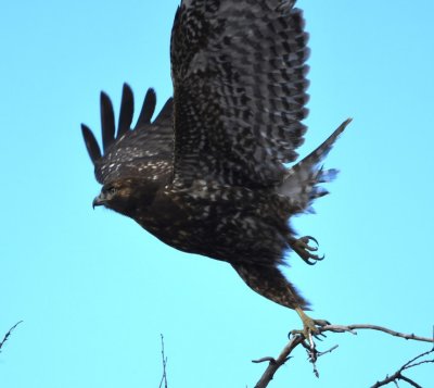 DSC_4565b.jpg